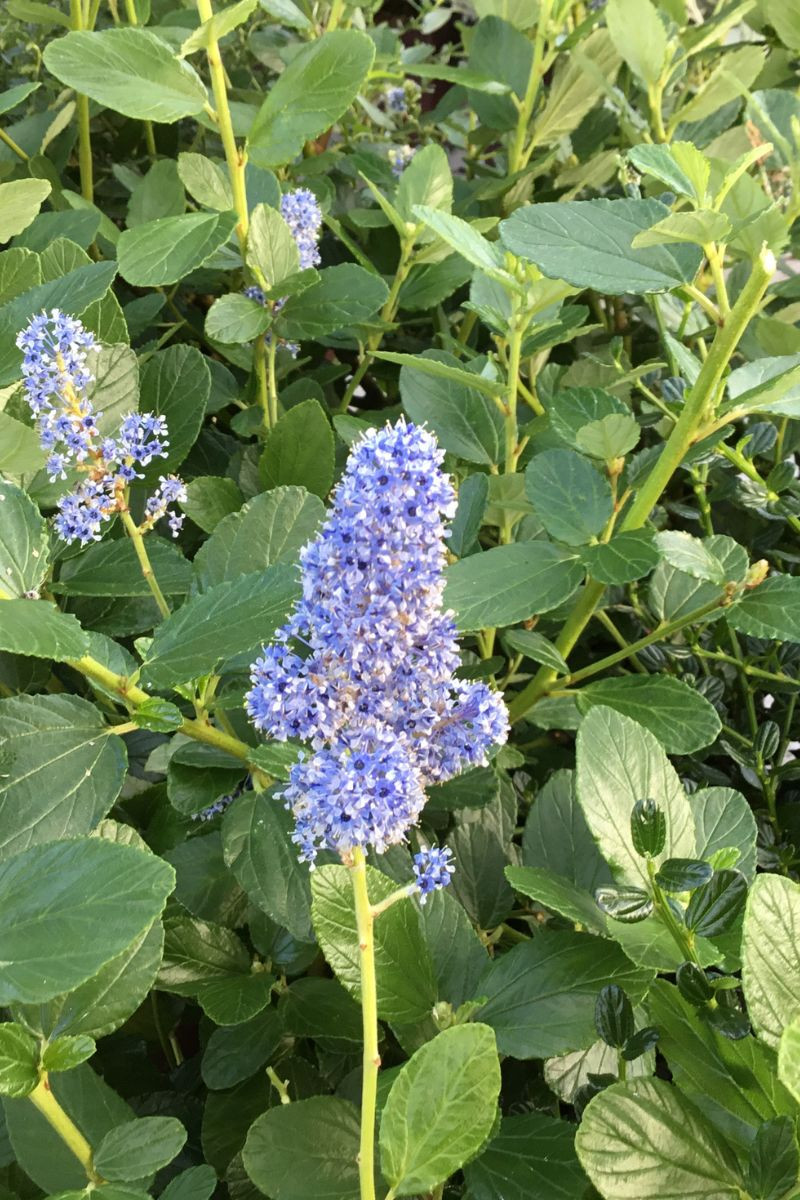 Lilas de Californie 'Trewithen blue'
