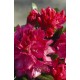 Rhododendron 'Sneezy' 