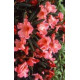 Rhododendron 'Tortoiseshell Orange' 