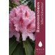 Rhododendron 'Albert Schweitzer' 