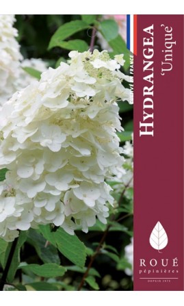 Hortensia paniculata 'Unique' 