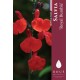 Sauge - Salvia 'Royal Bumble' 