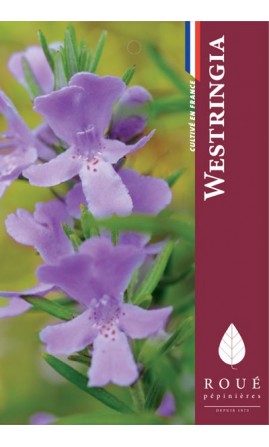 Westringia longifolia 