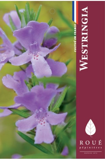 Westringia longifolia 