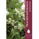 Trachelospermum jasminoides - Jasmin étoilé - Faux jasmin pot de 3 litres