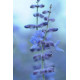 perovskia-blue-spire-lavande-d-afghanistan-rouepepinieres