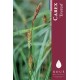 Carex 'Everest' 