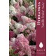 Hortensia paniculata 'Vanille Fraise ®' 
