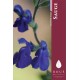 Sauge - Salvia 'Bleu Armor' 