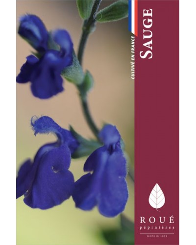 Sauge - Salvia 'Bleu Armor' 