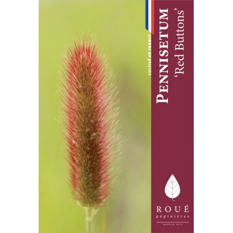 Pennisetum 'Red Buttons' 