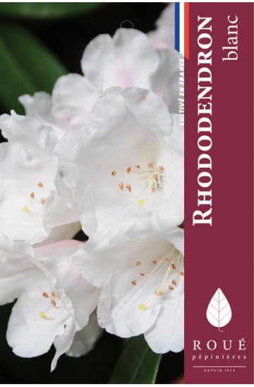 Rhododendron 'Porzellan '