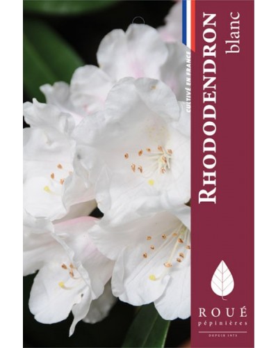 Rhododendron 'Porzellan '