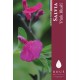 Sauge - Salvia 'Pink Blush' 