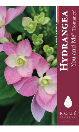 Hortensia macrophylla 'Romance'
