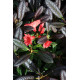 Rhododendron 'Elizabeth' pourpre 