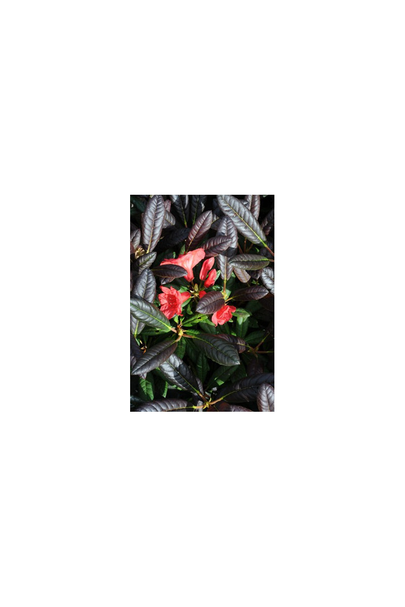 Rhododendron 'Elizabeth' pourpre 