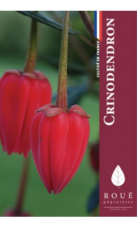 Crinodendron - Arbre aux lanternes 