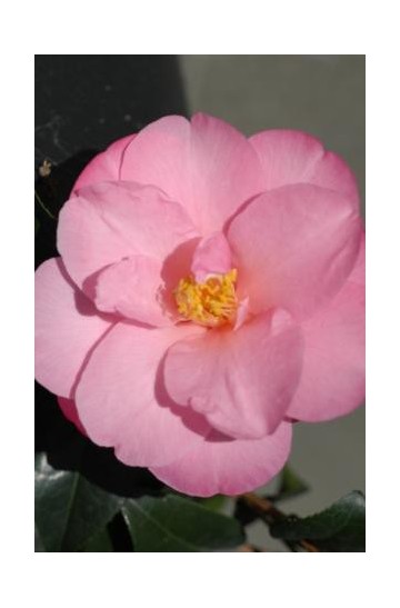 Camelia 'Snippet '