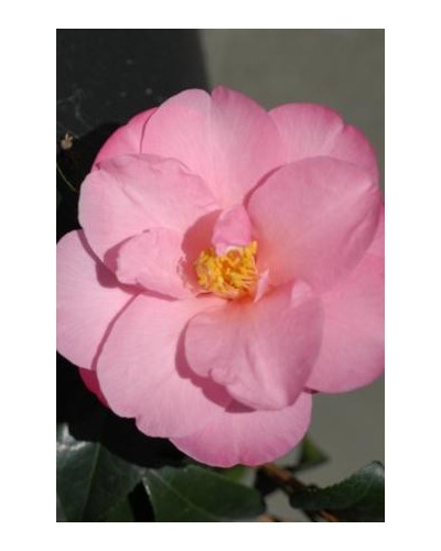 Camelia 'Snippet '