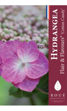 Hortensia serrata 'Flair & Flavours®' 