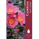 Camelia 'Red Candles'