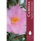 Camelia 'Taylor's Perfection'