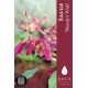 Sauge - Salvia 'Wendy's Wish'