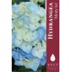 Hortensia macrophylla Magical® 'Minty Ice'