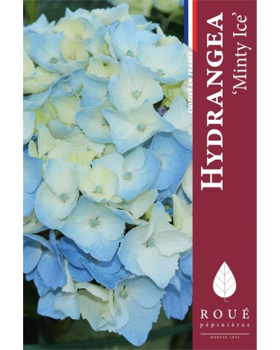 Hortensia Magical® Minty Ice