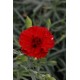 Oeillet - Dianthus plumarius 'Houndspool Cheryl'