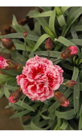 Oeillet - Dianthus Scent First® 'Sugar Plum'