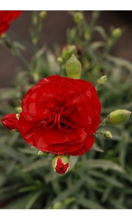 Oeillet - Dianthus Scent First® 'Passion'