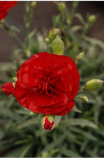 Oeillet - Dianthus Scent First® 'Passion'