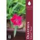 Dianthus Kahori® Rose - Oeillet