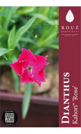 Oeillet - Dianthus Kahori® Rose