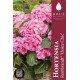Hortensia Rembrandt® Dolce Chic