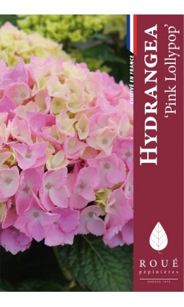 Hortensia macrophylla 'Pink Lollipop®'