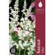 Sauge - Salvia 'Alba'