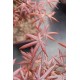 Erable - Acer palmatum 'Starfish'