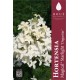 Hortensia paniculata 'Magical® Starlight' 