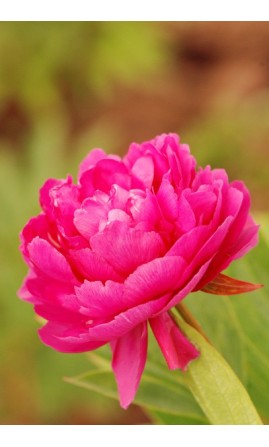 Paeonia - Pivoine 'Riches and Honours'