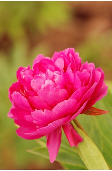 Paeonia - Pivoine 'Riches and Honours'