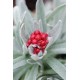Helichrysum 'Ruby Cluster'
