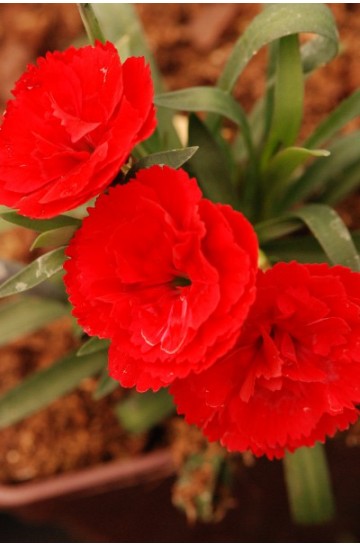 Oeillet - Dianthus Super Trouper® 'Carmen Red'