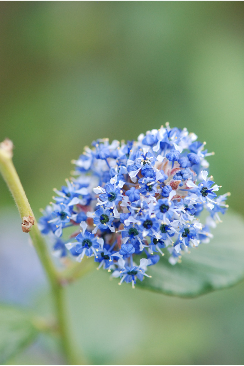 Lilas de Californie 'Trewithen blue'