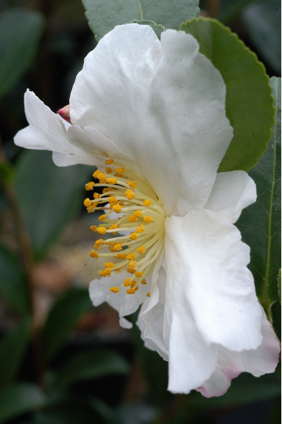 Camélia 'Narcissiflora'
