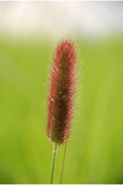 Pennisetum 'Red Buttons' 