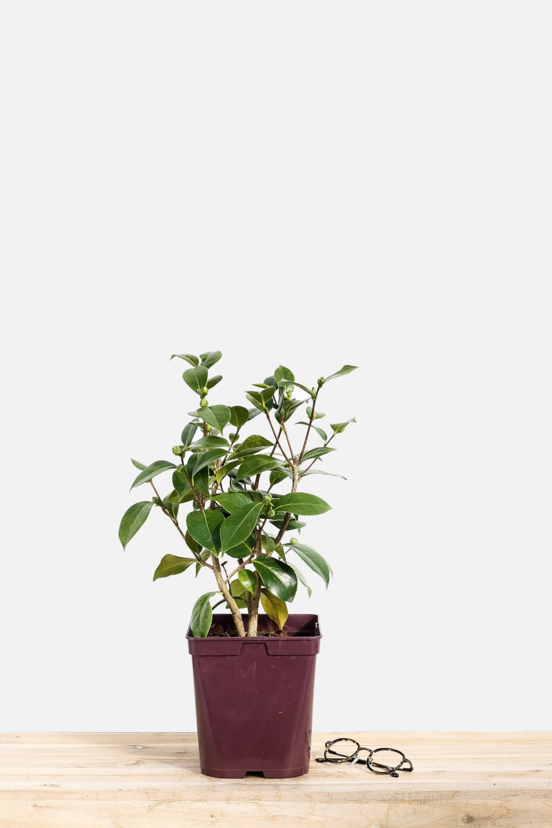 Hortensia macrophylla 'Salsa' 