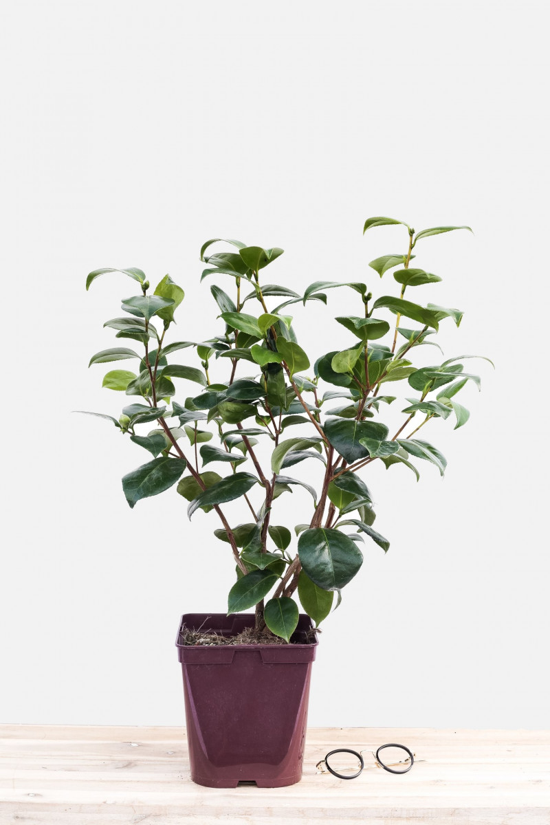 Rhododendron 'Dora Amatéis' 